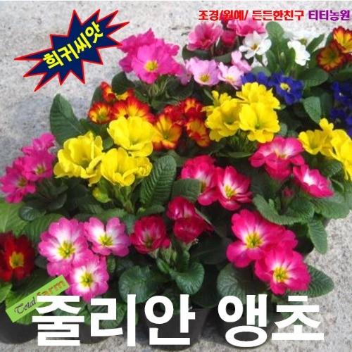 키작은 줄리안앵초 혼합색 15립