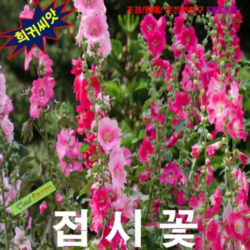 접시꽃 핑크분홍 씨앗 10립