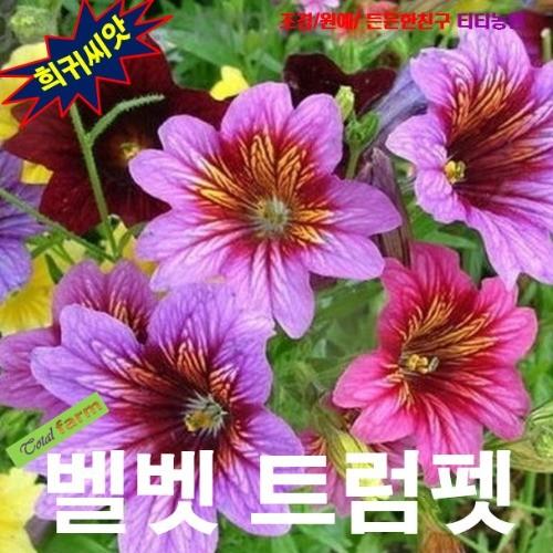 벨벳트럼펫 살피글로시스 혼합 15립