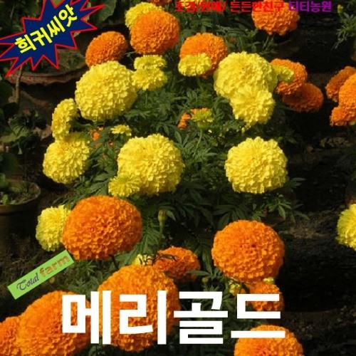 아프리칸메리골드 크래커짹 씨앗 10립