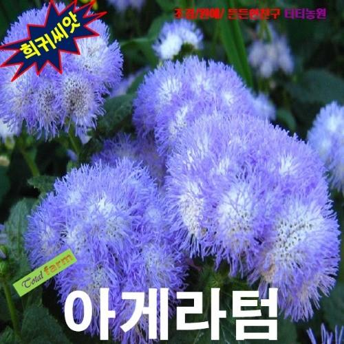 아게라텀 풀솜꽃 혼합 씨앗 15립
