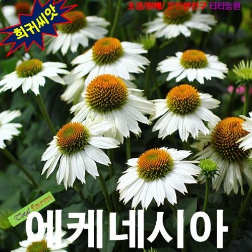 야생화허브 에키네시아 흰색 씨앗 10립
