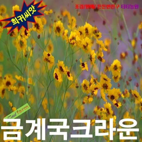금계국 크라운 씨앗 15립