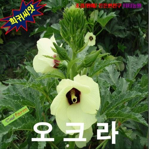 오크라 씨앗 5립