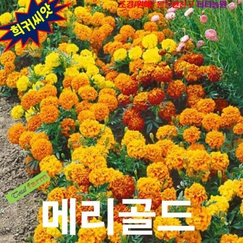 프렌치메리골드 스파키믹스 10립