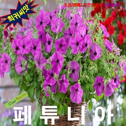 씨앗나라페튜니아 바이올렛 15립 화분걸이 최고