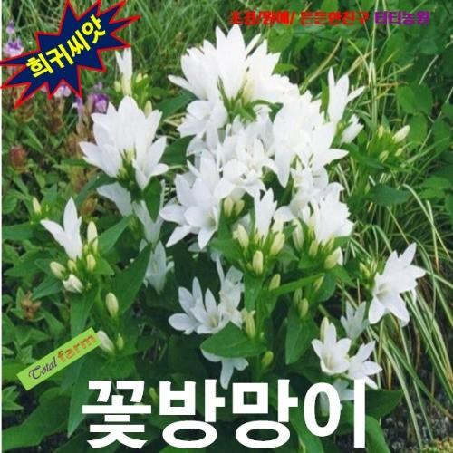 자주꽃방망이 혼합 씨앗 20립