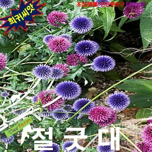 절굿대 Blue Globe Thistle 8립