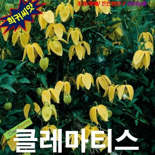 개버무리덩굴식물 씨앗10립