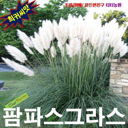 정원의 포인트 팜파스그라스 흰색 씨앗 10립