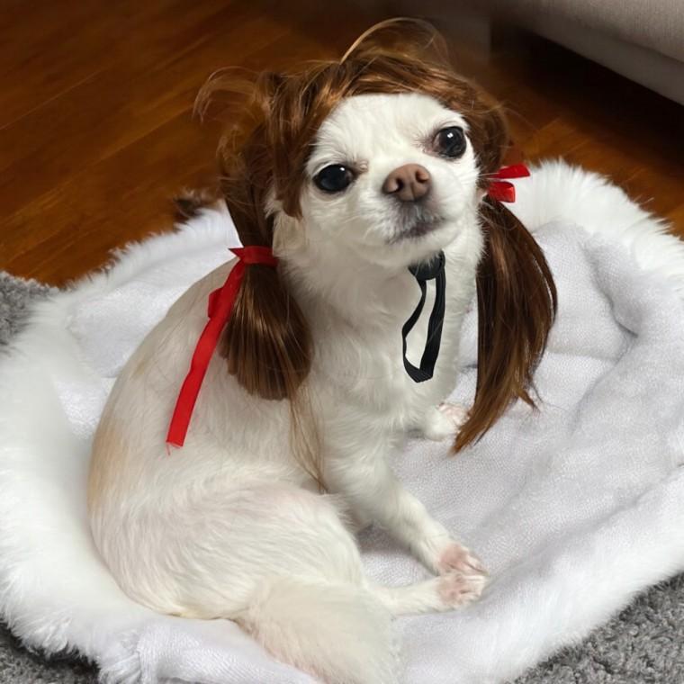 강아지가발 프린세스 양갈래 강아지 가발 강아지머리띠