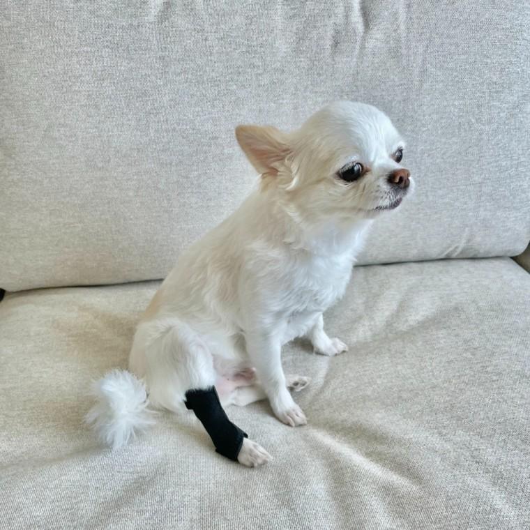 슬개골탈구보호대 강아지 슬개골 탈구 보호대 소형 강아지쓸개골보호대