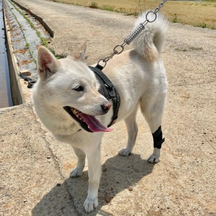 슬개골탈구보호대 강아지 슬개골 탈구 보호대 대형 강아지쓸개골보호대