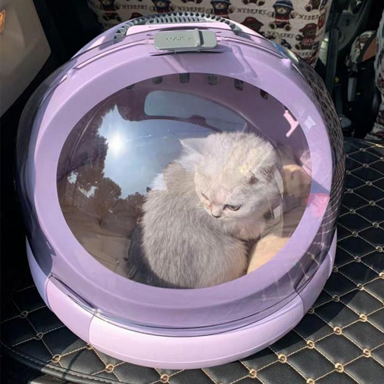 강아지 고양이 트래블백 반려동물 가방