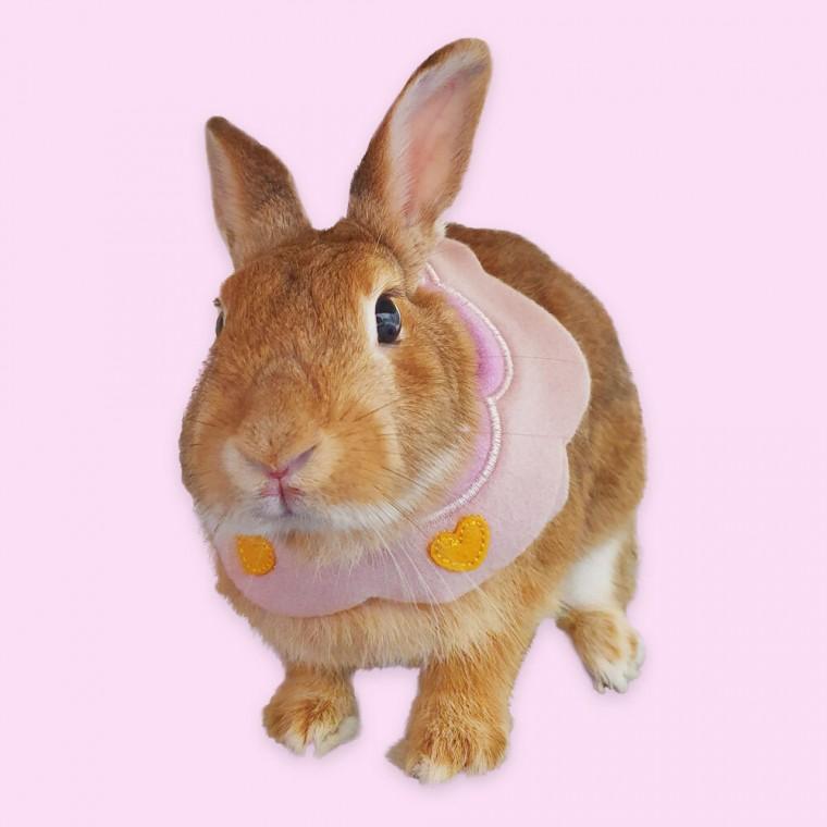 SFr 반려동물 턱받침 B 소