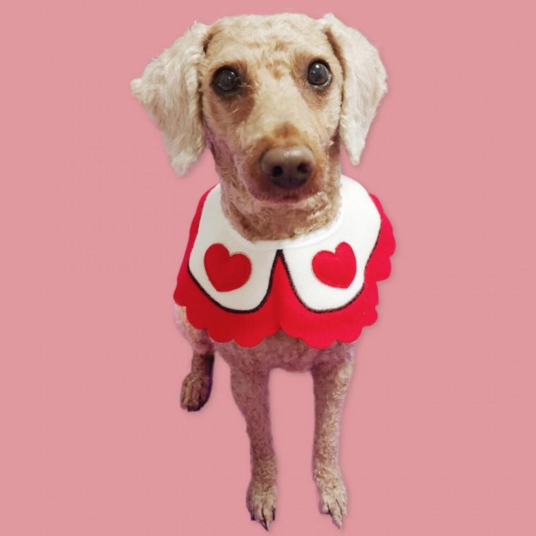 SFr 반려동물 턱받침 B 대