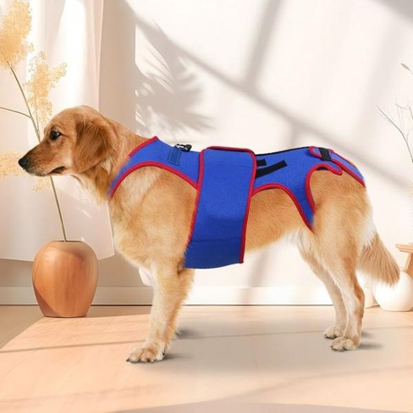 강아지 척추 보호대 강아지 허리 디스크 보호대 XL