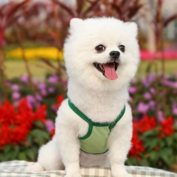강아지옷 아보카도 나시 여름 고양이옷 1005876