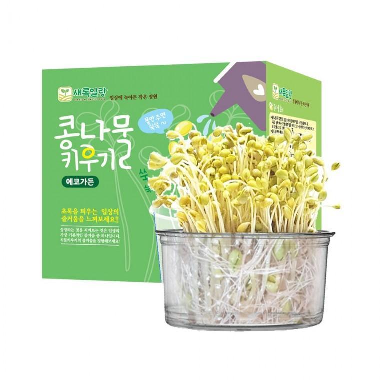 콩나물 키우기 재배세트 3000