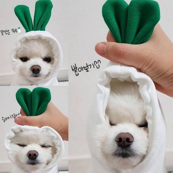 무 토끼 모자 귀여운 강아지 고양이 옷 코스튬 애완 반려견 애완견 애완묘 생일 이벤트 실내복