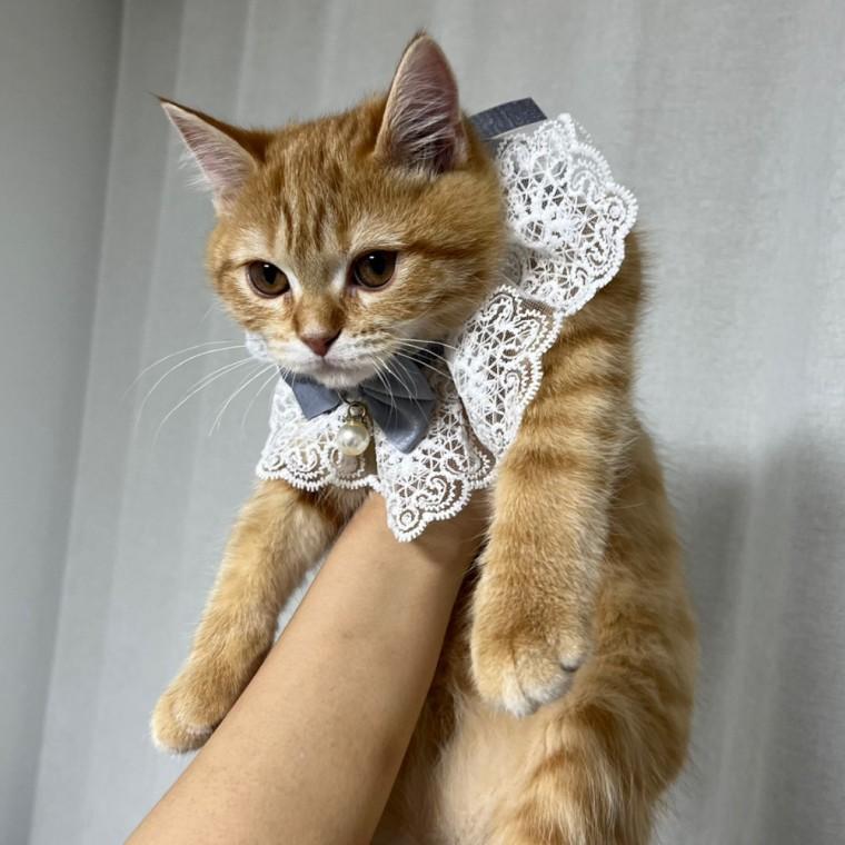 강아지 레이스 스카프 케이프 블루 S