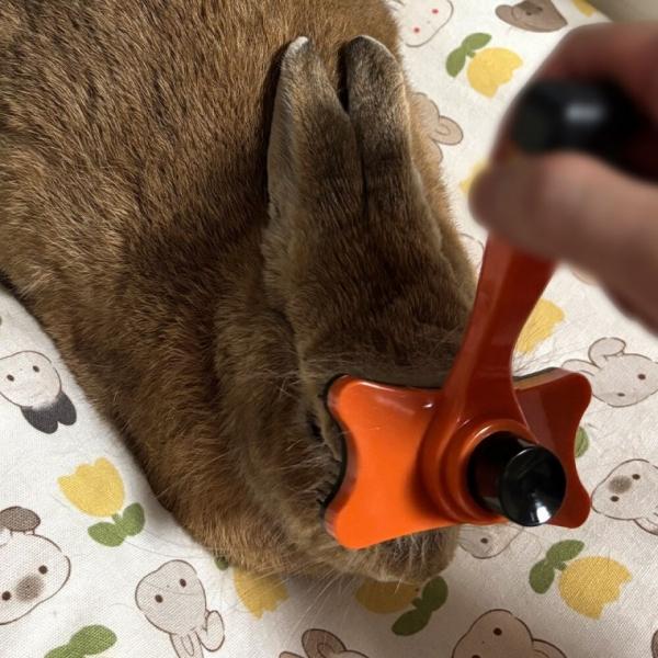 강아지 고양이 털 빗