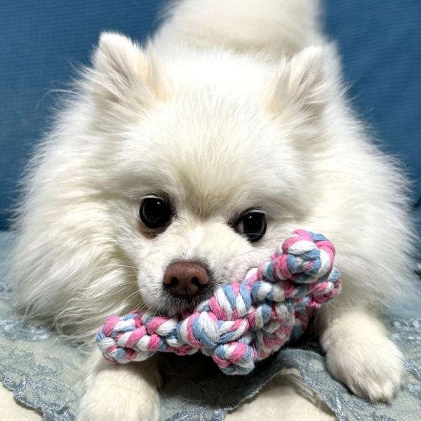 실타래 곰인형