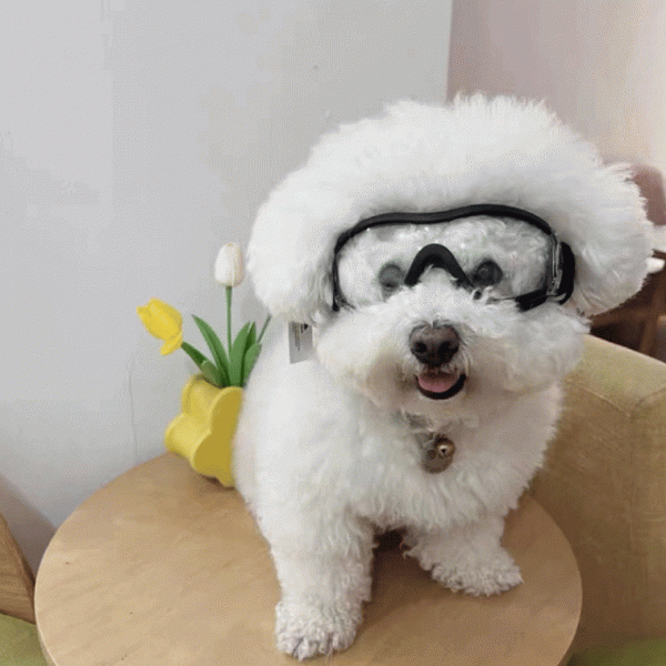 애견 고글 대형 중형 강아지용 도글라스