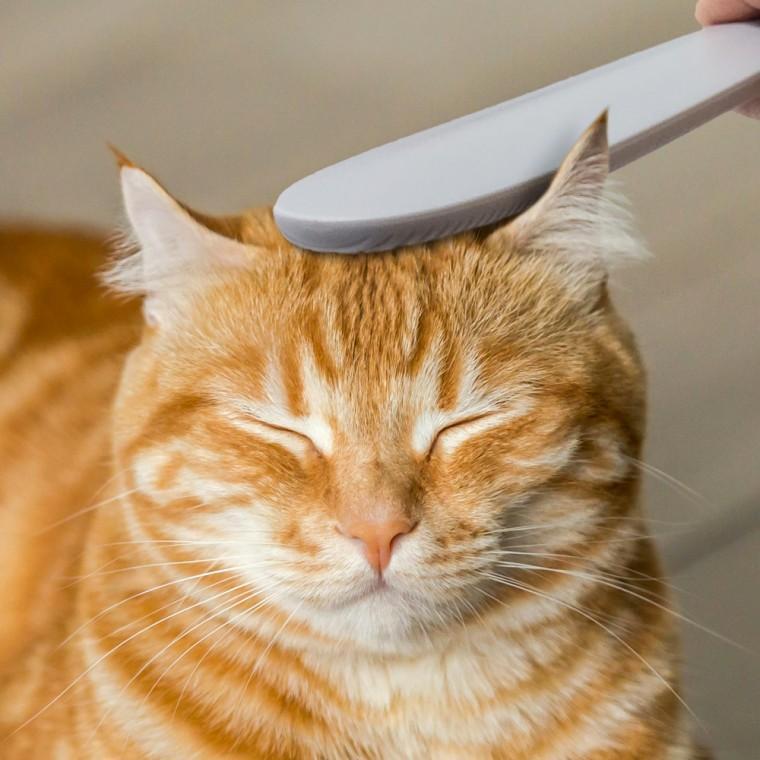 스틱 고양이 브러쉬 그루밍 털 빗 혓바닥 마사지