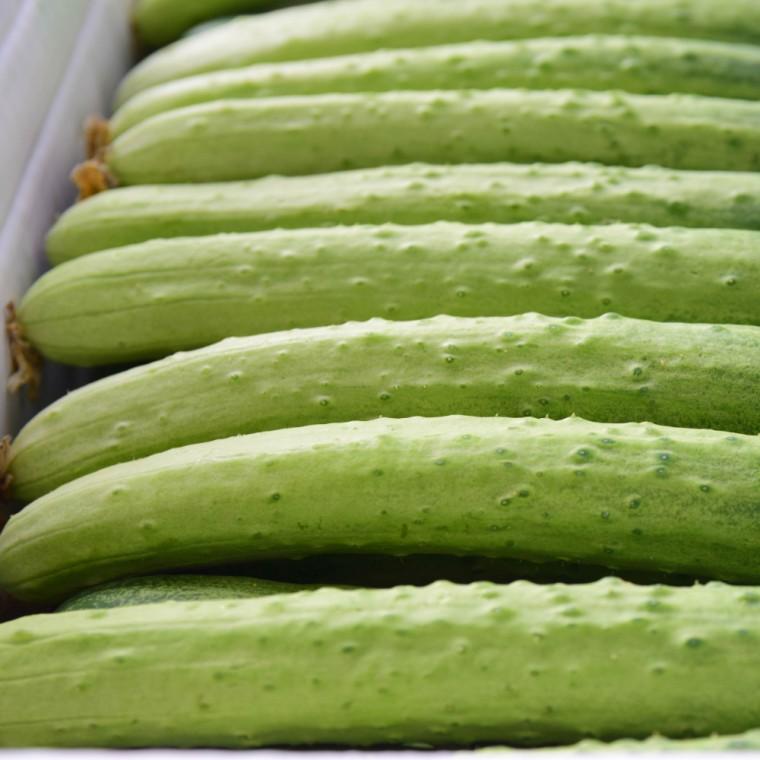 제철 신선한 다다기 백오이 5kg/10kg 대용량 식당 식자재