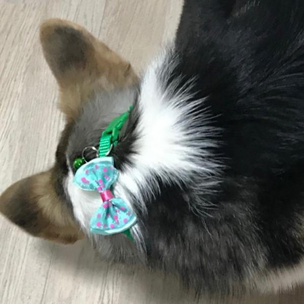 강아지 고양이 딸랑이 목줄 1P