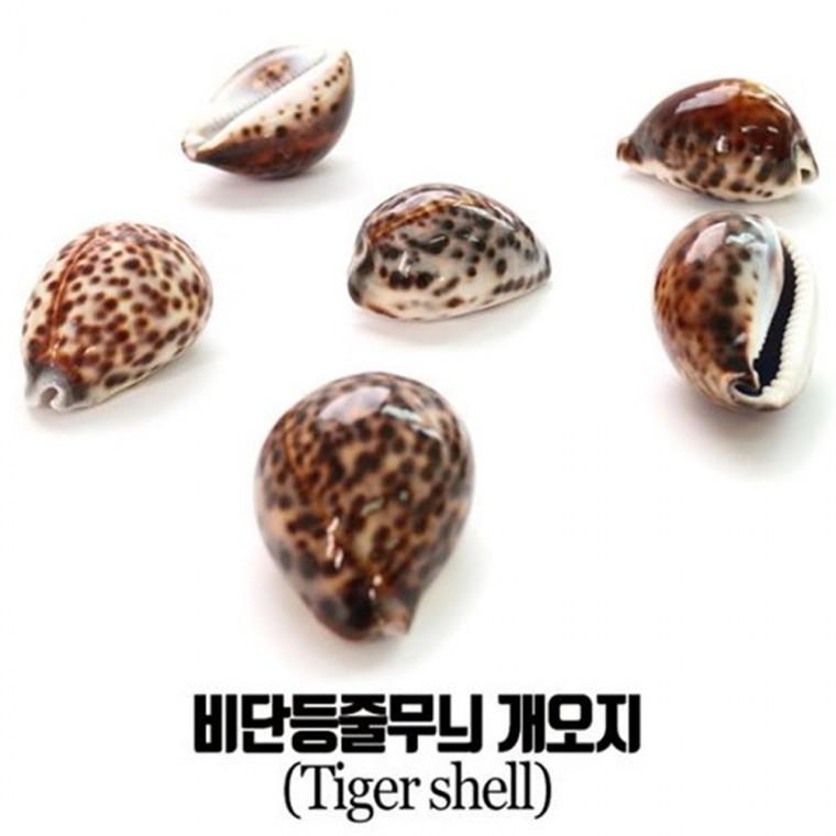 비단등줄무늬 개오지