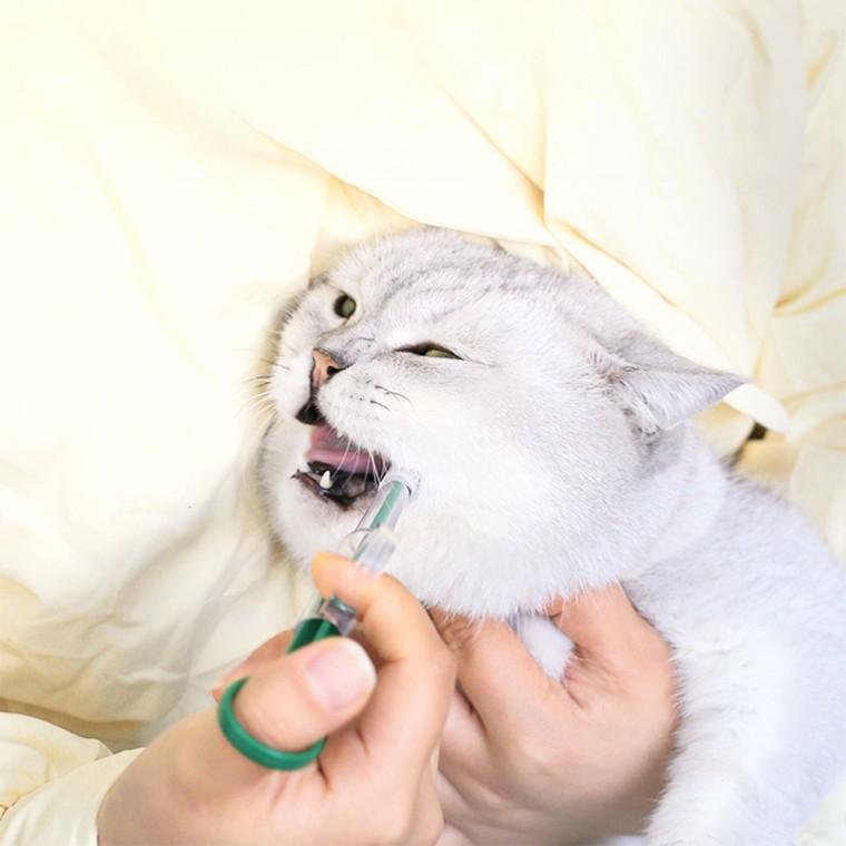 반려동물 간식 약 급여 보조기