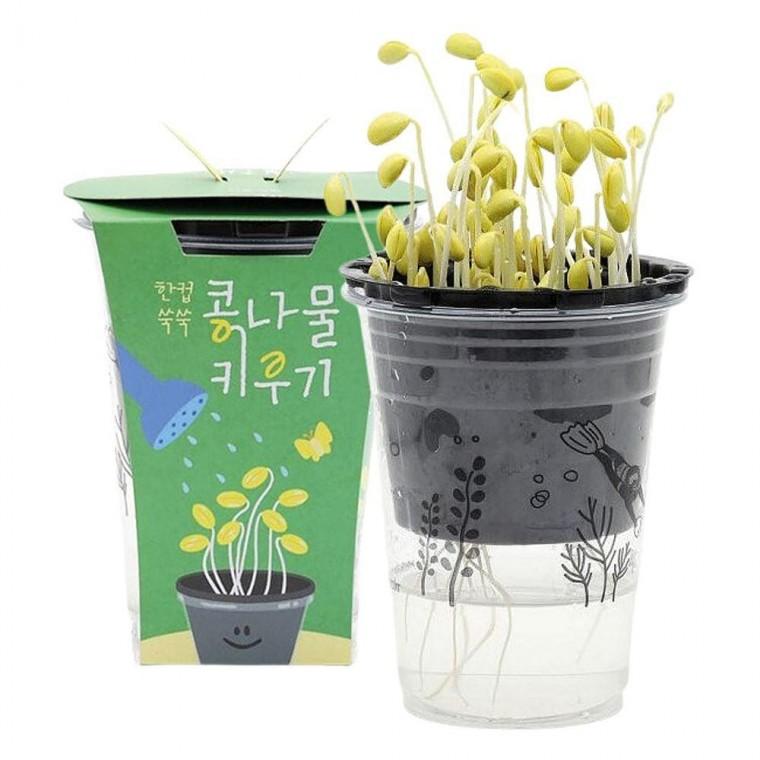 식물 2P 키우기 한컵 콩나물 농사 키트 세트 자연관찰
