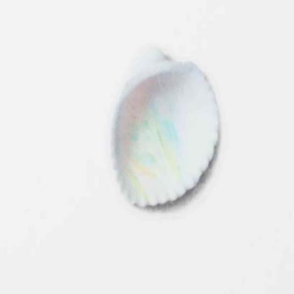 네이처스티커 조개껍데기 스마트폰케이스스티커 다꾸스티커 다이어리스티커 휴대폰케이스스티커