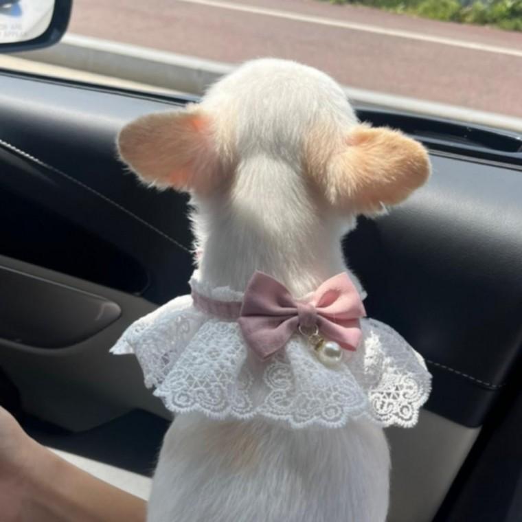 M 핑크 강아지 고양이 레이스 리본 목카라 스카프 넥케이프 악세사리 목걸이 목도리