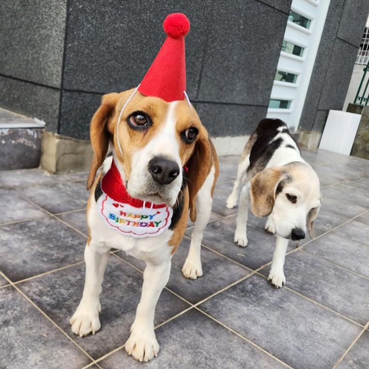 강아지 고양이 생일파티 턱받이 케이프 세트 촬영소품
