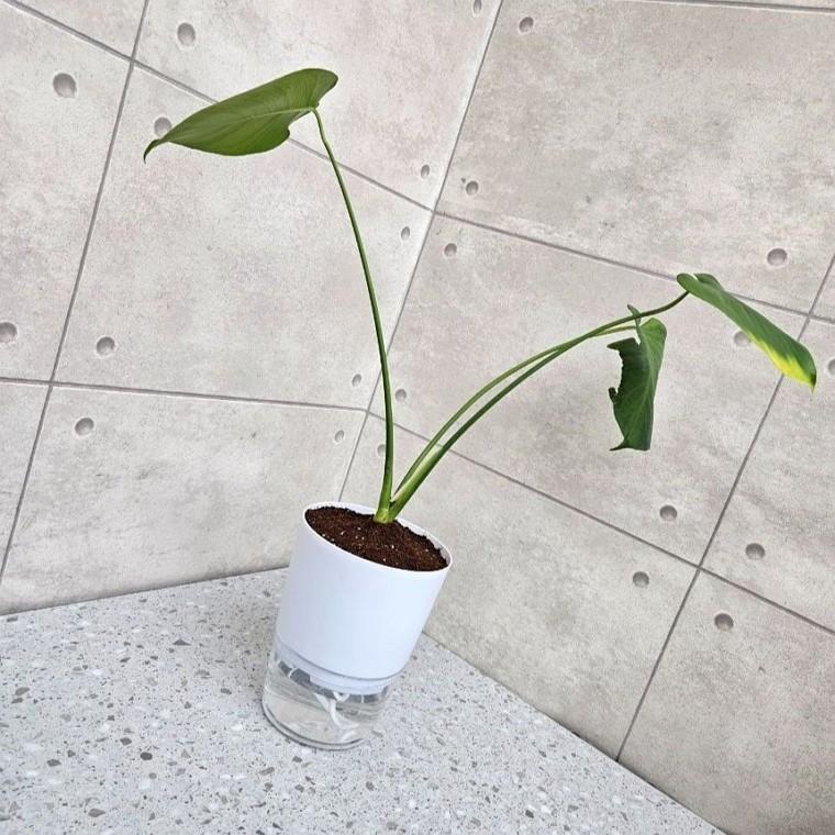 물주기 쉬운 자동급수 화분 저면관수 반려식물 사무실 책상 화분