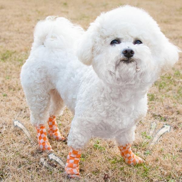 애견 신발 일회용 테이프신발 발싸개 붕대 산책신발 강아지 발보호 반려동물