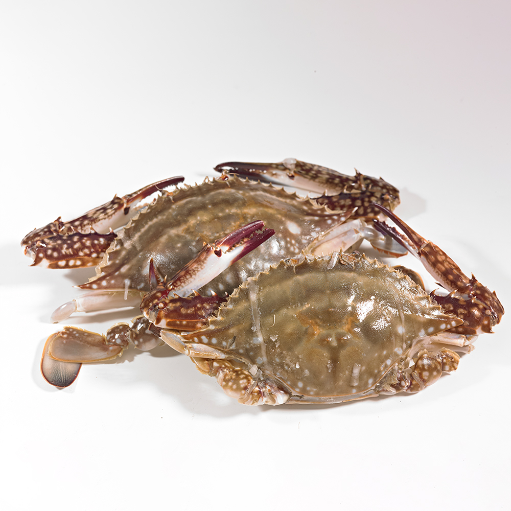 [DV] 싱싱한 서해안 제철 활 숫꽃게 1kg (3-5미) / 산지직송 자연산
