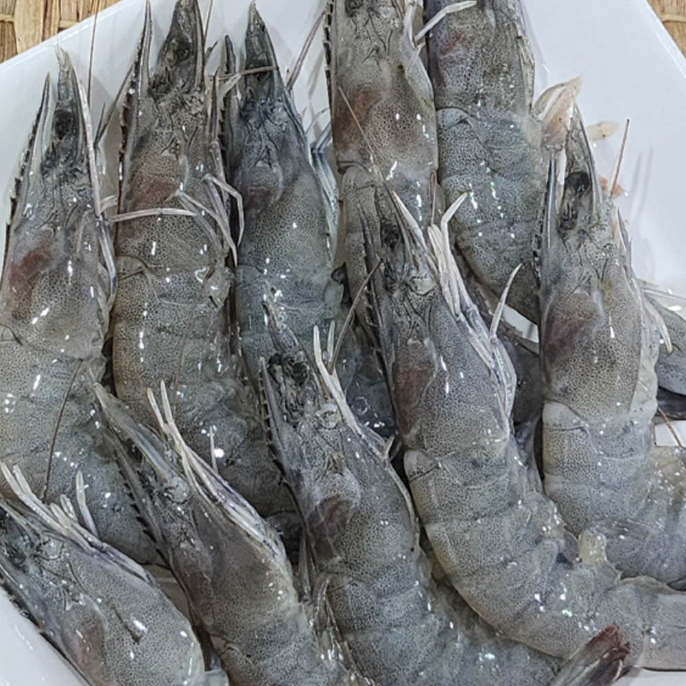 [DV] 바로잡은 싱싱하고 힘 좋은 국내산 활새우 500g 1kg