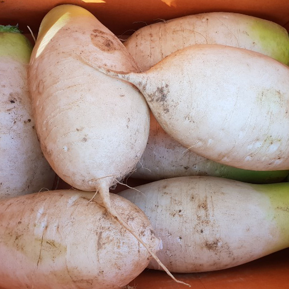 SD_청정 강원도 비옥한 토양아래 아삭한 식감 고랭지 무 10kg (6-8개)