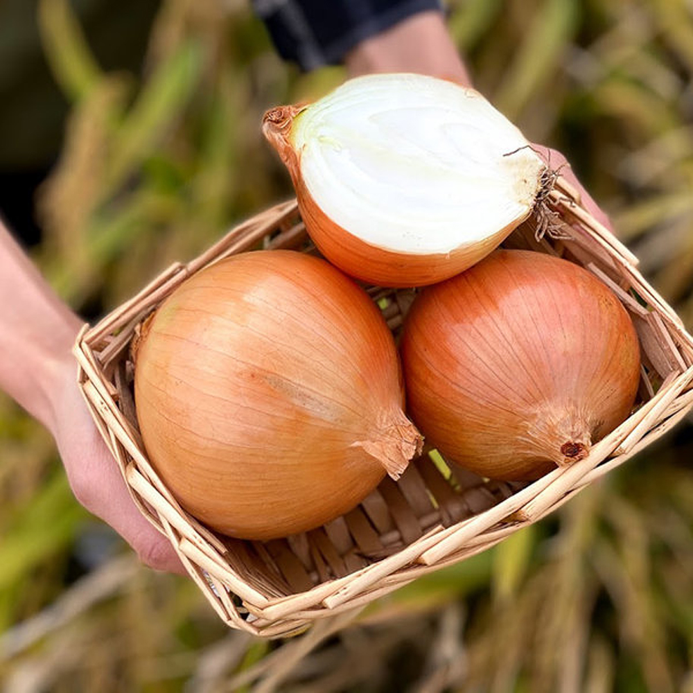 [부엌애] 25년 햇양파 부안 해풍 특상품 양파 2.5kg~10kg