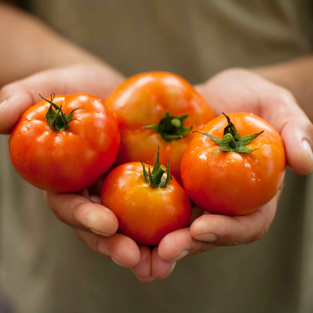 [부엌애] GAP인증 탱글탱글 유럽종 완숙 찰토마토 2.5kg~5kg
