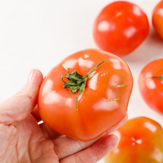 [부엌애] GAP인증 토마토주스용 유럽종 못난이토마토 2.5kg/5kg