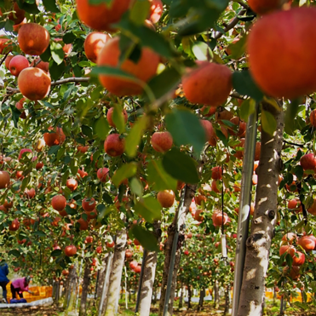 [부엌애] 장수사과 부사사과 못난이사과 2kg~10kg