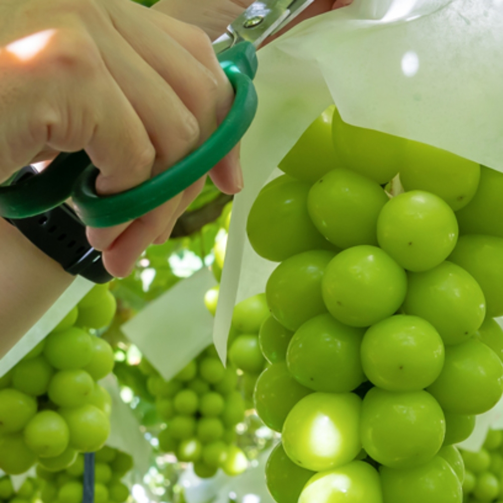 [부엌애] 당도선별 김천 프리미엄 샤인머스켓 1kg~2kg