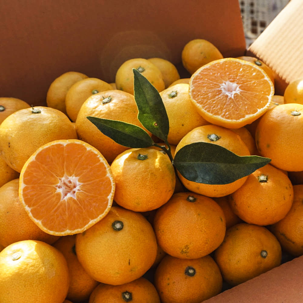 제주 조생 노지감귤 3kg/4.5kg/9kg(사이즈 선택)