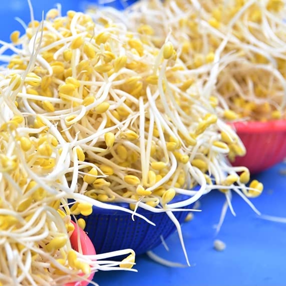 국내산 무농약 산소콩나물 1kg