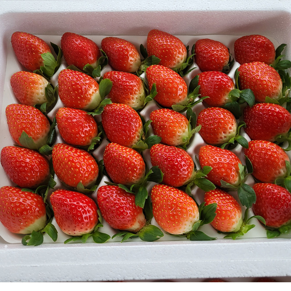 [농장직송] 논산 설향딸기 700g/750g